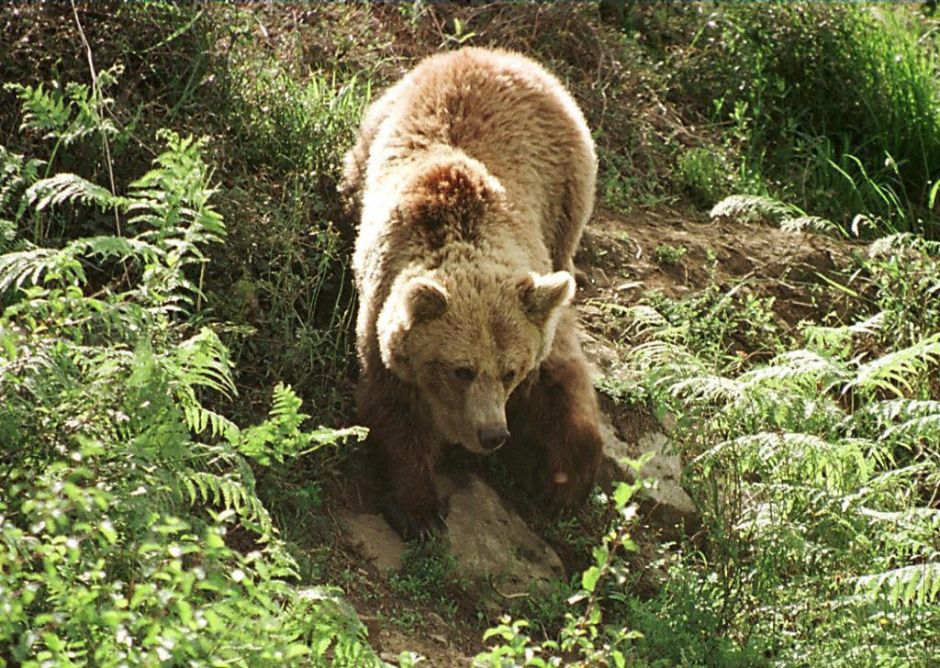 Woman is attacked by a bear in Sierra Madre, California while taking a nap in her backyard