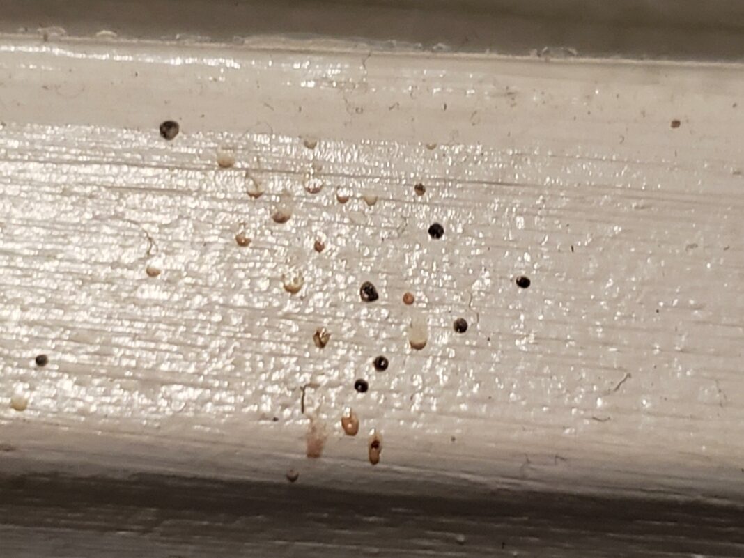 What bugs leave poop on walls?