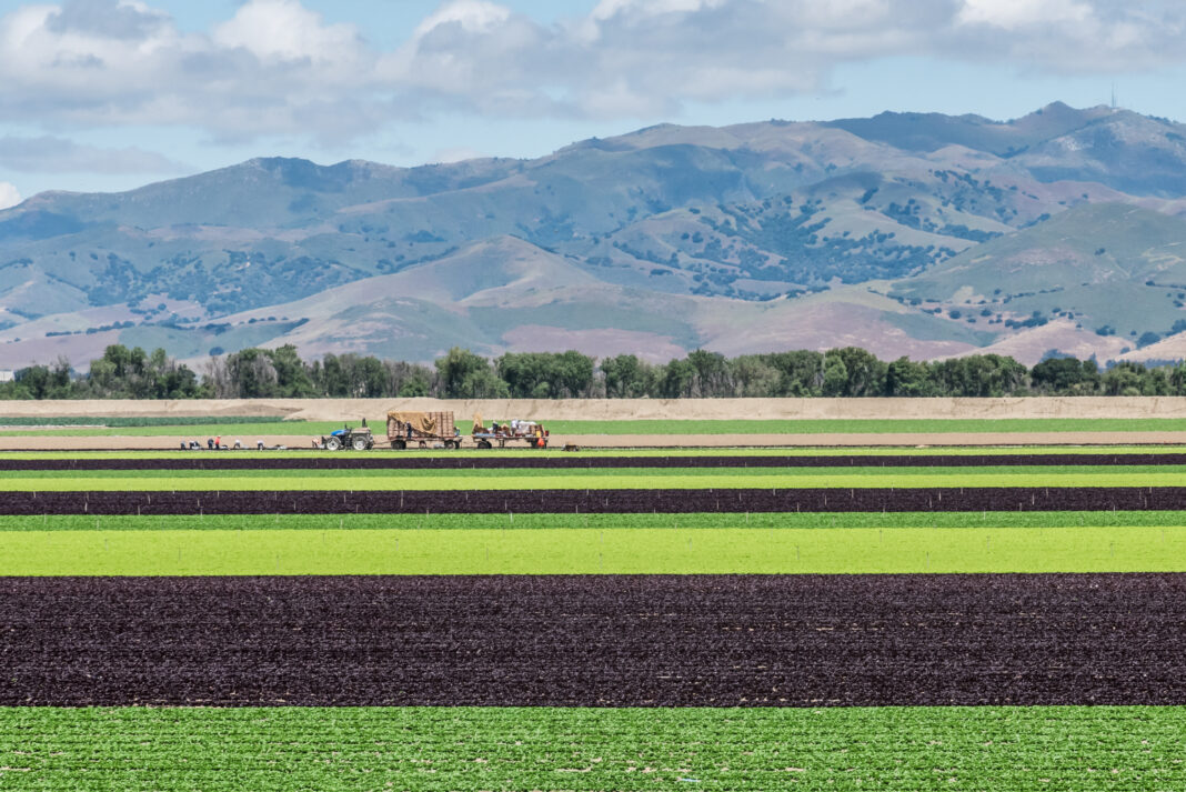 Who owns the farm in Salinas?